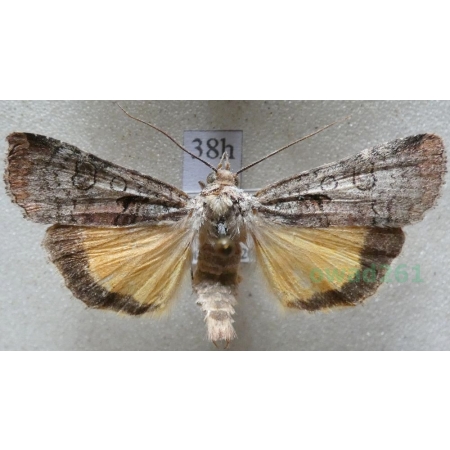 Epilecta linogrisea (Denis & Schiffermüller, 1775) Czech38h